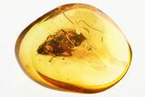 Detailed Fossil Cockroach (Blattodea) In Baltic Amber - Rare! #367529-1